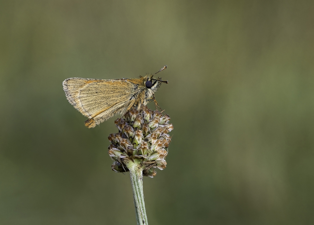 Brown Fritillary - Ellen Bell